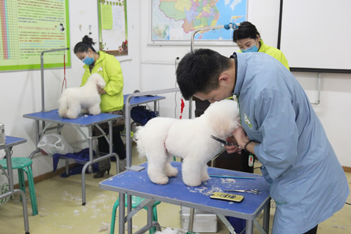 學C級寵物美容師學費多少錢