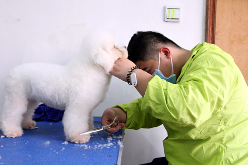 學C級寵物美容師好找工作嗎