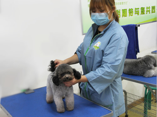 現在學寵物美容前景怎樣