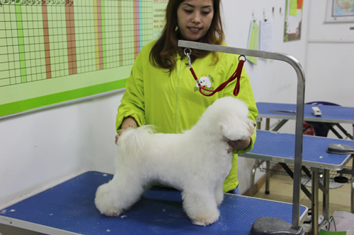 沒有基礎能學會寵物美容嗎