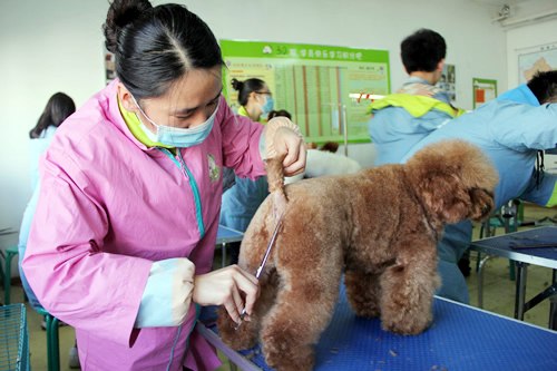 哪里能學到專業的寵物美容