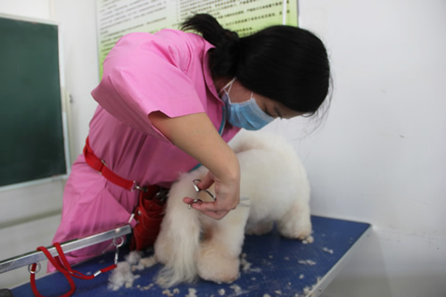 學(xué)寵物美容技術(shù)能拿高薪嗎