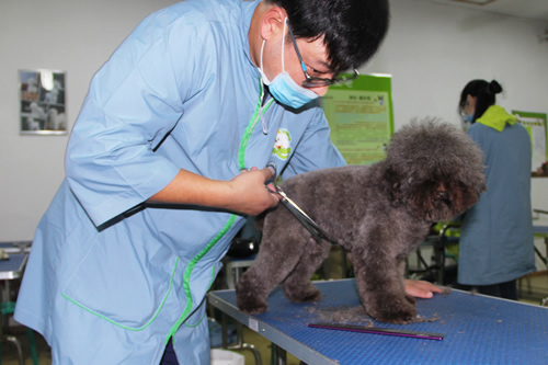 學習寵物美容有什么要求