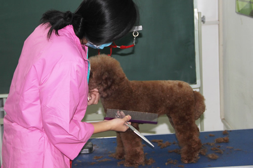 學習寵物美容有什么要求