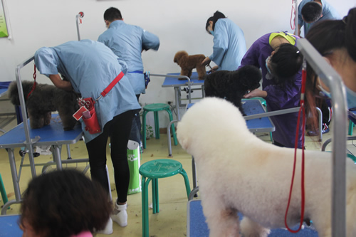 剛畢業想學寵物美容可以嗎