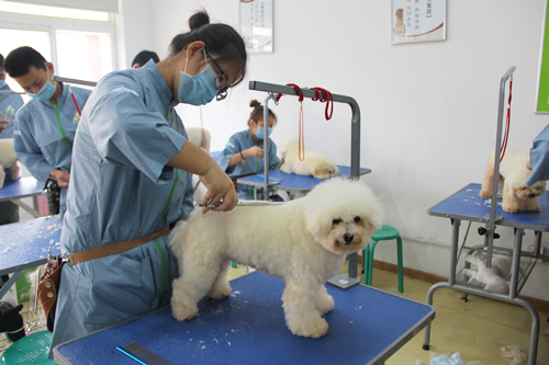天津哪里學寵物美容好