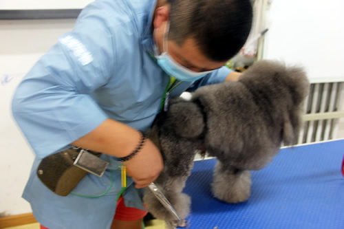 學寵物美容后自己開店好嗎