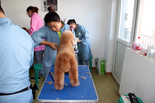 學寵物美容需要什么學歷