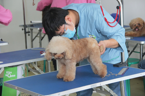 男生學寵物美容好就業嗎