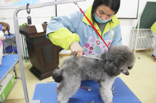 青島學寵物美容哪家好