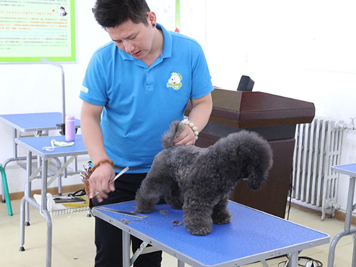 學寵物美容學費貴嗎