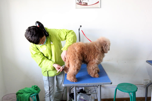 學(xué)寵物美容師前景如何
