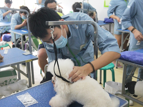 圣寵寵物美容學校實操課