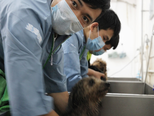 40期美容班泰迪犬美容修剪