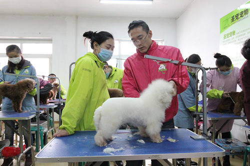 哪里有寵物美容學校