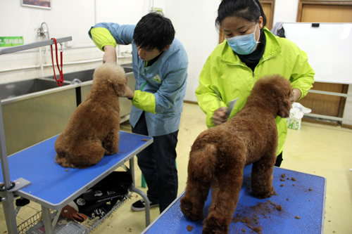 寵物美容師培訓學校哪家強