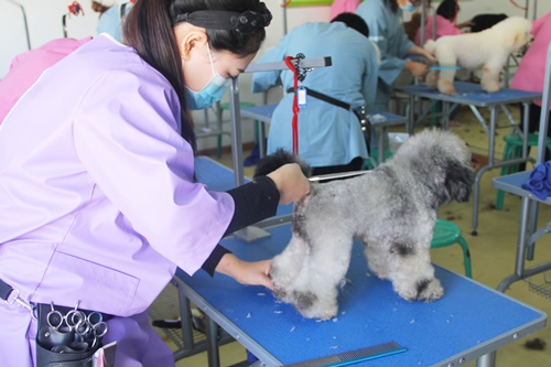 學(xué)C級寵物美容師去哪好