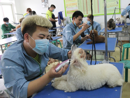 去哪能學到專業的寵物美容技術