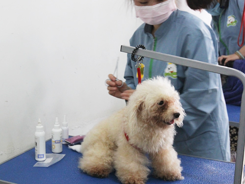 學寵物美容到圣寵寵物美容學校好嗎