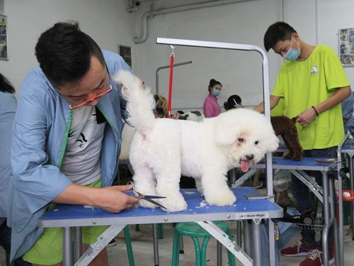 現在學寵物美容師好找工作嗎