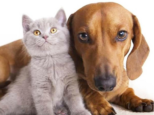 貓狗結扎手術飼主考慮兩極化