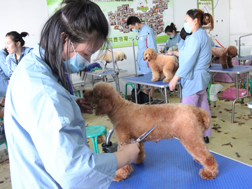 鐵嶺寵物美容學校哪家最好