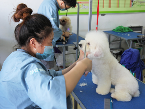 43期美容班比熊犬綜合美容實操課