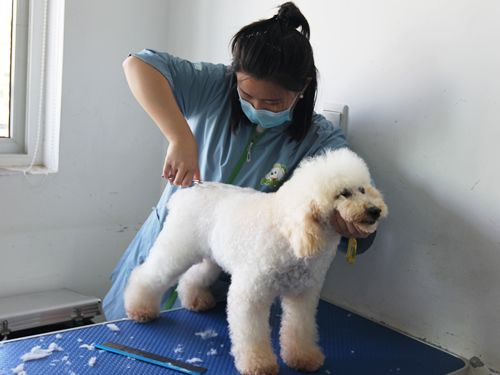 43期美容班比熊犬綜合美容實操課