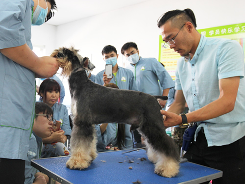 學寵物美容怎么樣