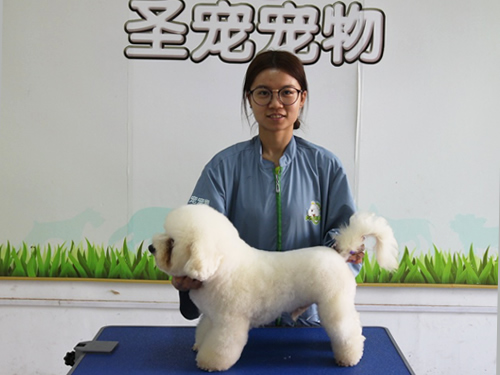 現在學習寵物美容師有前途嗎