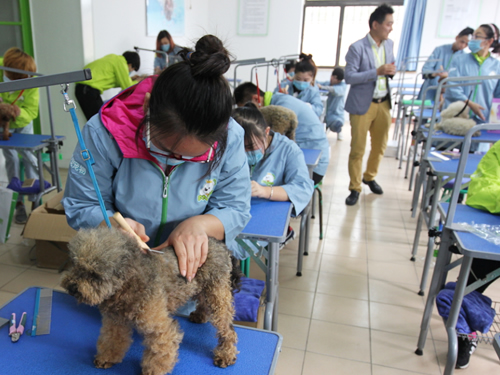 圣寵寵物學校46期美容班犬只日常護理實操課