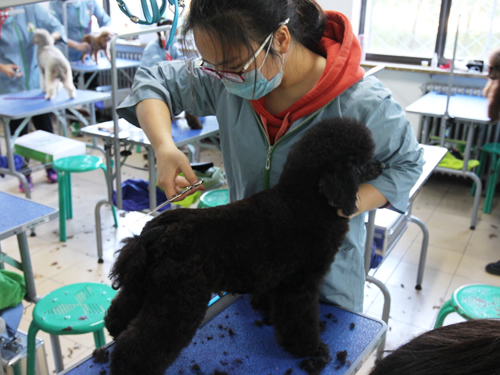 學習寵物美容一般多少錢