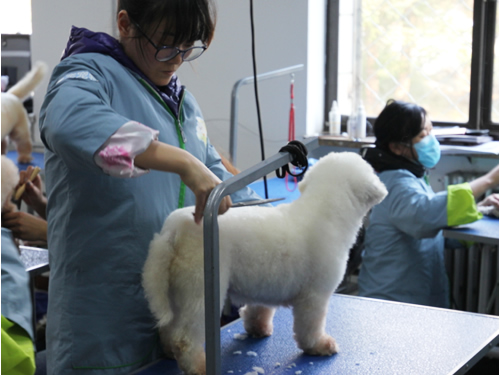 學寵物美容那個學校最好
