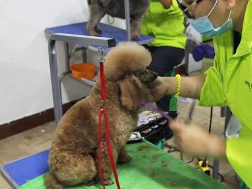 學寵物美容那個學校最好
