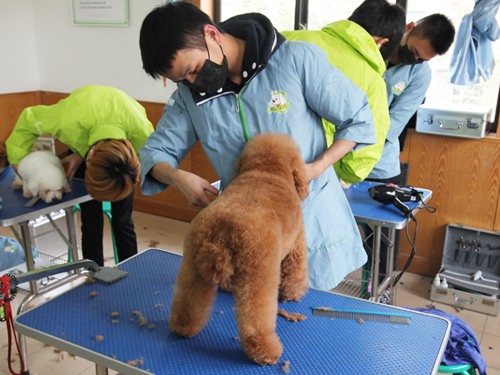 學寵物美容師賺錢嗎