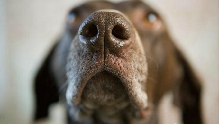 狗狗鼻子變色、可能是得病了