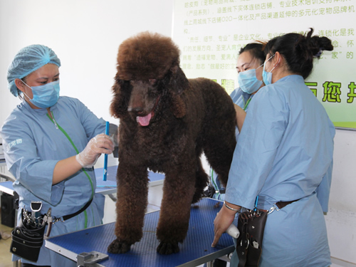 學寵物美容做一個寵物美容師怎么樣