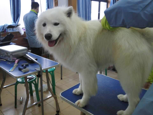 寵物美容培訓學校費用