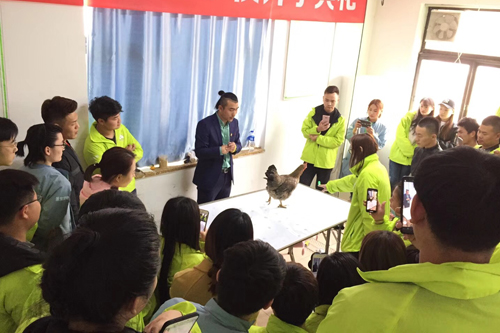 圣寵寵物培訓學校73期訓雞課程