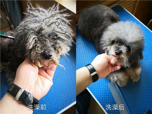學(xué)員們都在認(rèn)真的為狗狗進(jìn)行梳毛  學(xué)員為狗狗清理耳朵  學(xué)員為狗狗清理腳底毛  寵物美容綜合班學(xué)員為狗狗洗澡  學(xué)員們的犬只洗澡護(hù)理實(shí)操練習(xí)