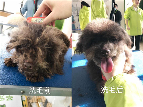 學(xué)員們都在認(rèn)真的為狗狗進(jìn)行梳毛  學(xué)員為狗狗清理耳朵  學(xué)員為狗狗清理腳底毛  寵物美容綜合班學(xué)員為狗狗洗澡  學(xué)員們的犬只洗澡護(hù)理實(shí)操練習(xí)