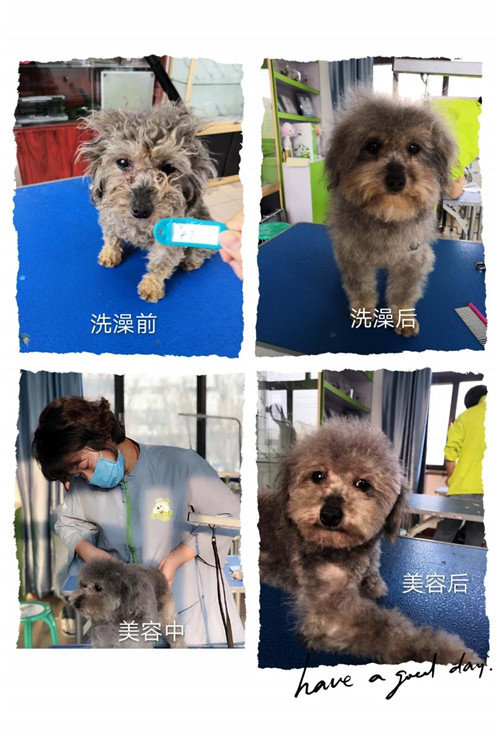 寵物美容