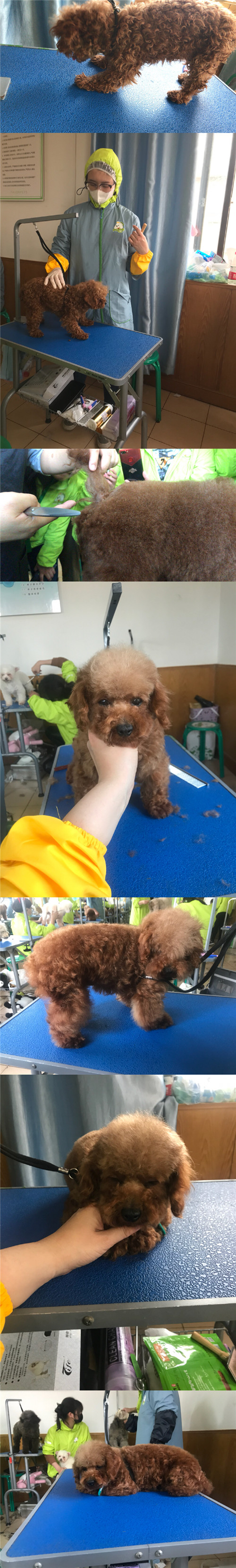 寵物美容