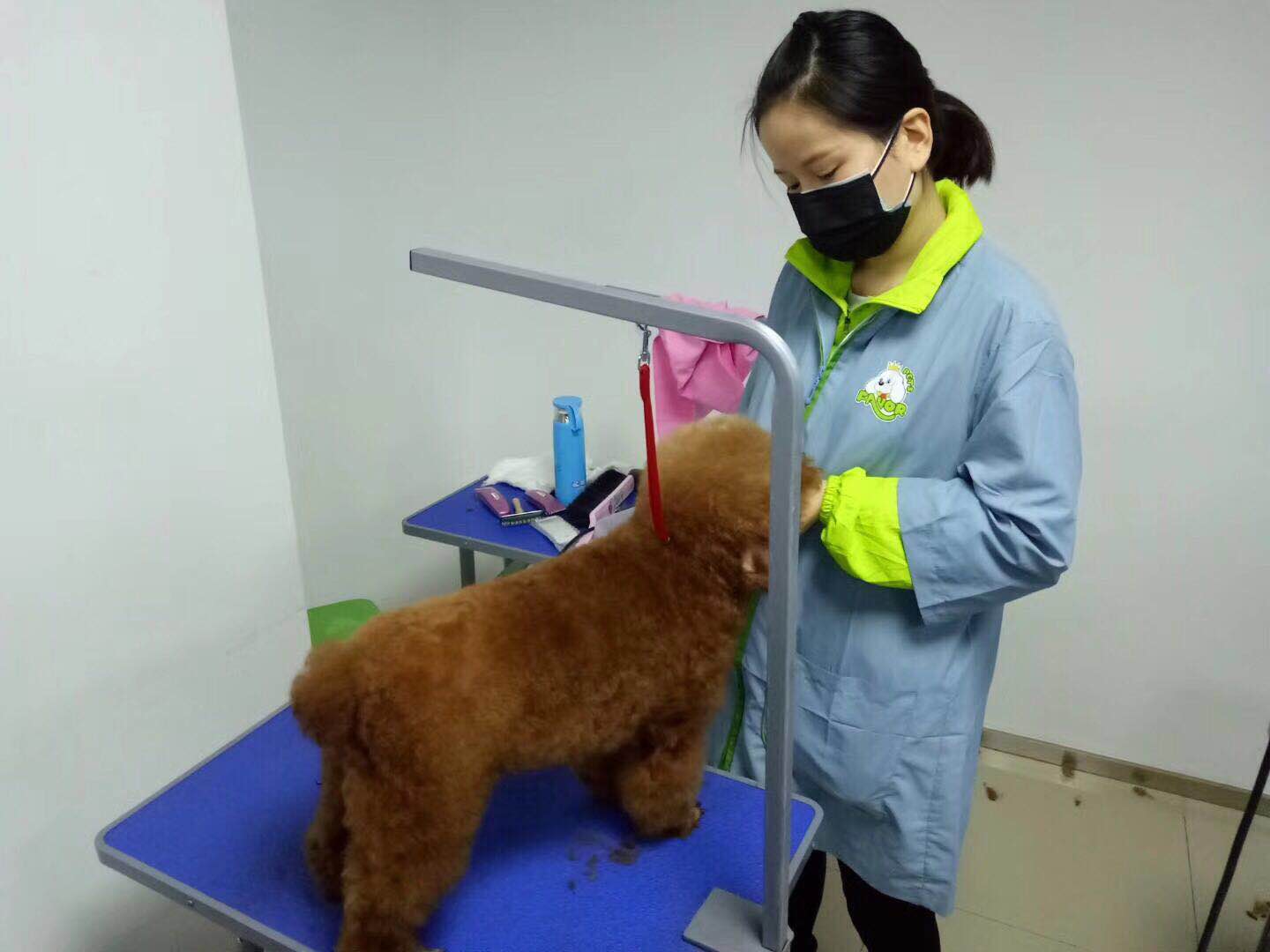 寵物美容師c級要學多久