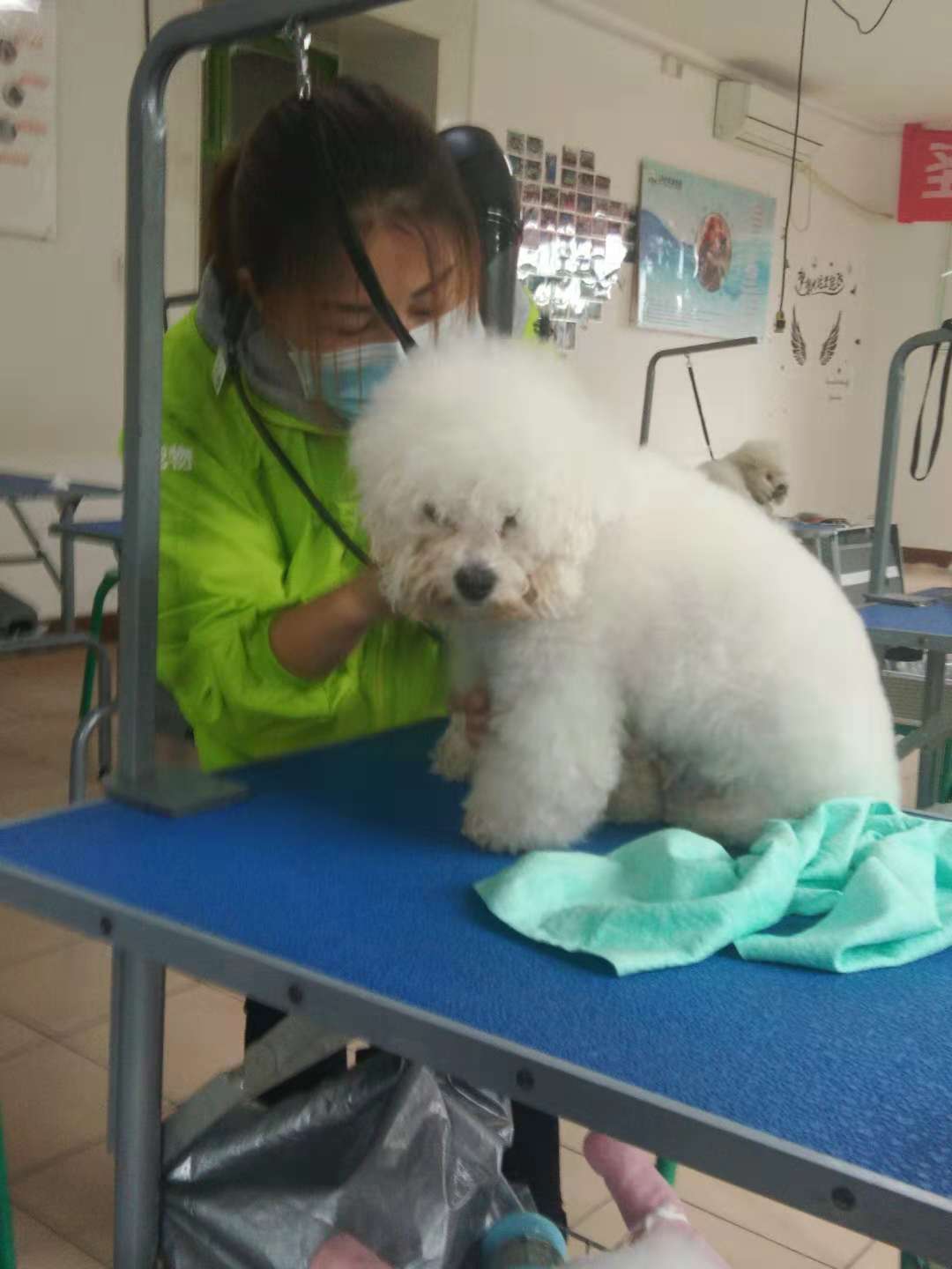 學(xué)寵物美容師怎么樣