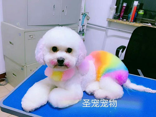 學習寵物美容簡單嗎?