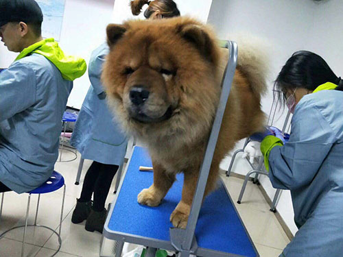 學習寵物美容簡單嗎?